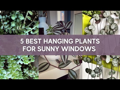 5 Best Hanging Plants for South Facing Windows