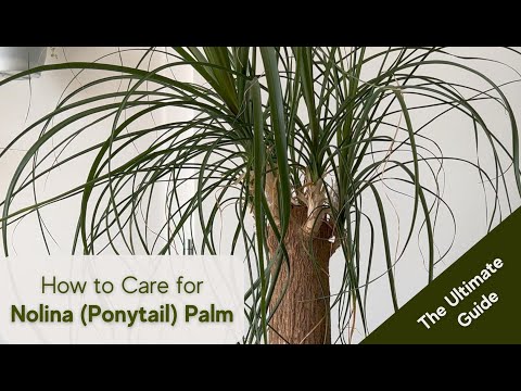 Ponytail Palm Care Tips and Tricks for a Thriving Nolina Palm, Beaucarnea  recurvata