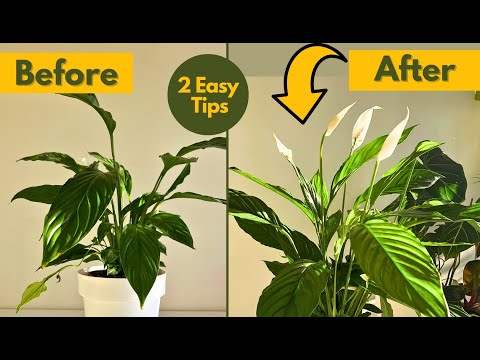ocean spider plant Chlorophytum comosum 6in Ocean Spider Plant