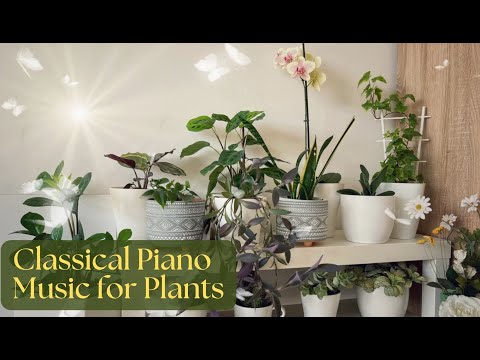 wie hoch werden olivenbäume Olea Europaea Bonsai | 200 cm main image 1