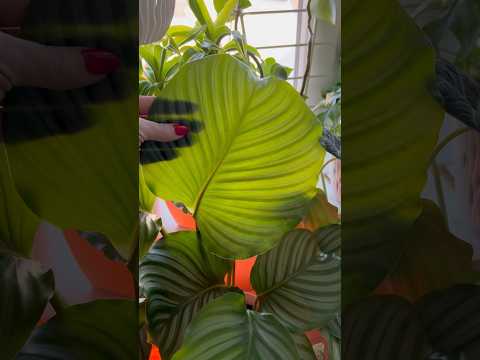 Perfect Position for Calathea Orbifolia! Amazing New Leaf;  #shorts