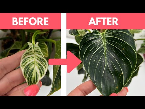 3 Simple Tips to Grow Bigger Leaves on Your Philodendron Birkin!