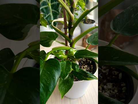 echinodorus aquarium plants Red Flame Sword Plant (Echinodorus 'Red Flame') main image 1