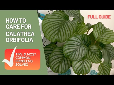 calathea rufibarba größe Calathea rufibarba kaufen