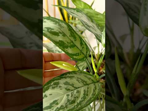 parlor palm home depot Parlor Palm – The Shadow Garden main image 0