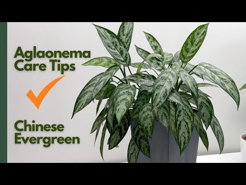 where to buy chinese money plant Pilea Peperomioides