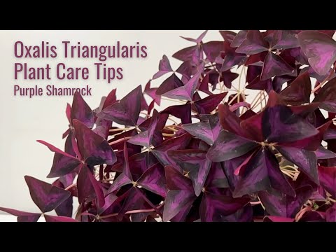 Oxalis Triangularis Care Tips for Vibrant Purple Shamrock