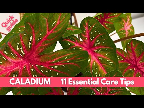 How to Overwinter Caladium: Keep Your Tubers Alive for Next Spring
