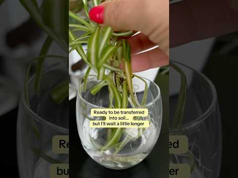 Spider Plant Propagation  Roots After 2 Weeks | Easy Water Propagation  #shorts