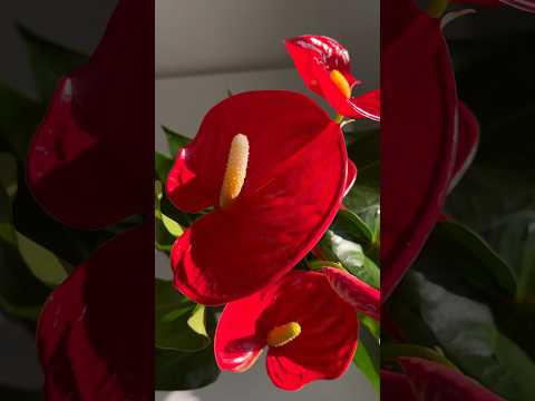 They Love Afternoon Sun! Laceleaf Anthurium in Full Bloom #shorts