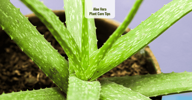 Aloe Vera Plant Care Tips