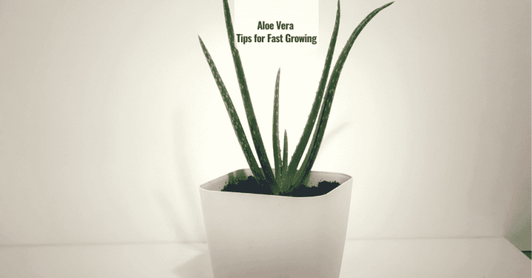 Aloe vera tips for fast growing