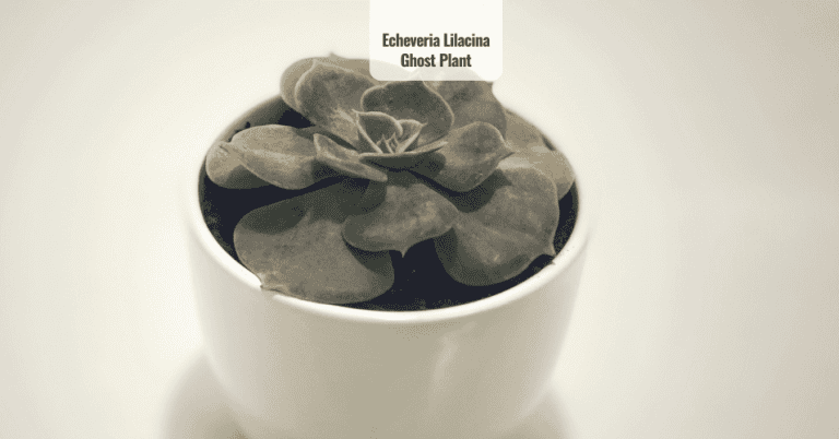 Echeveria Lilacina Ghost Plant