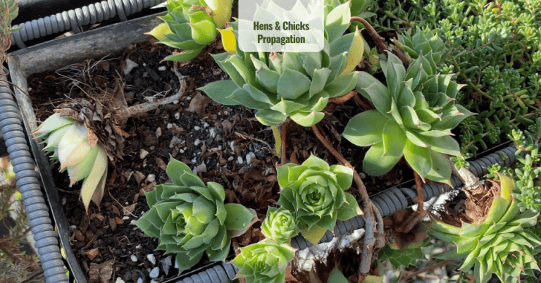 Hens & Chicks Propagation