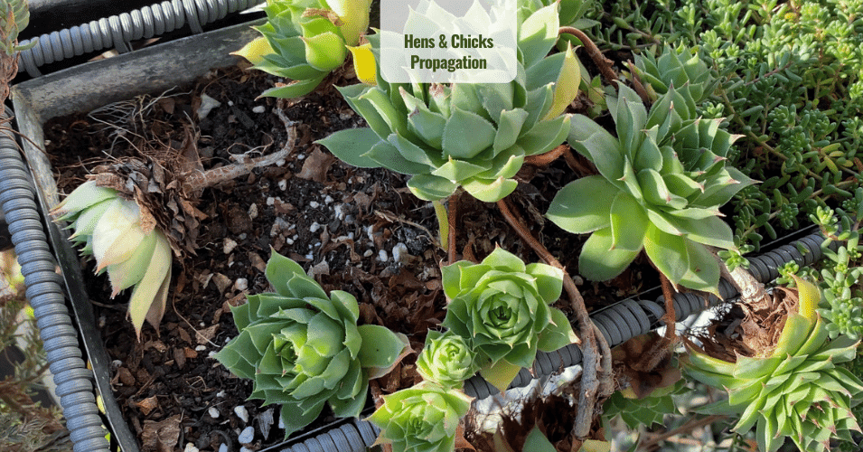 Hens & Chicks Propagation