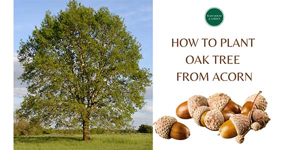 How to plant Oak Tree from Acorn - Plant House & Garden