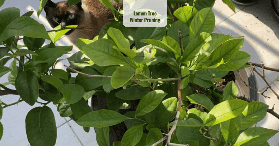 Lemon Tree pruning and preparing for winter Plant House & Garden Shop