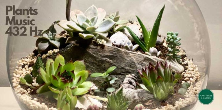 Music for Plants | Relaxing and healing with 432 Hz Frequency music for better growing