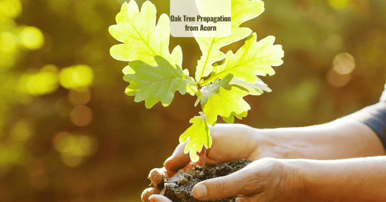 Oak Tree propagation from acorn
