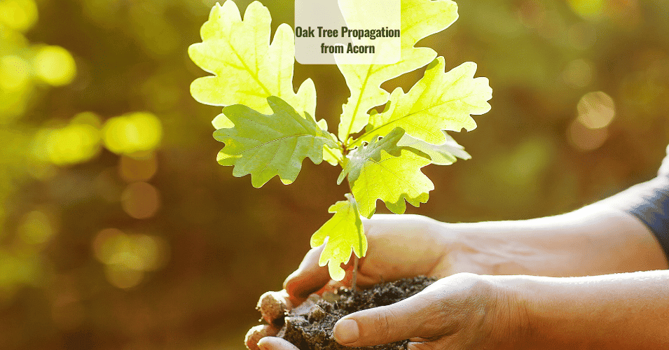 Oak Tree propagation from acorn