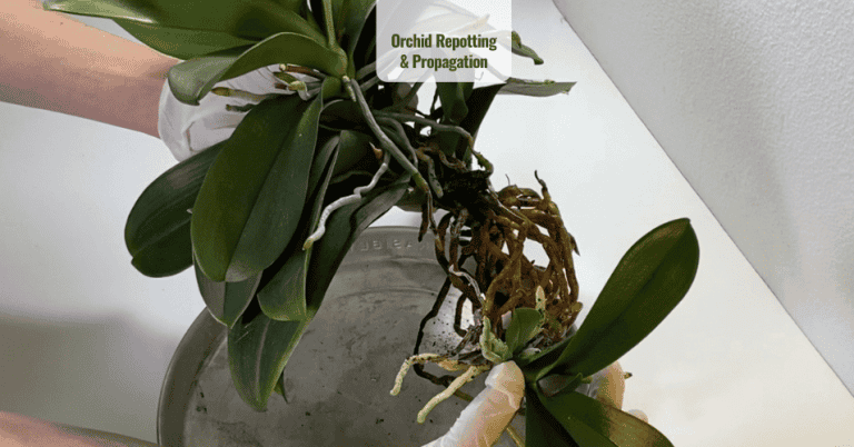 Orchid Repotting & Propagation