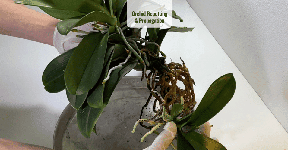 Orchid Repotting & Propagation