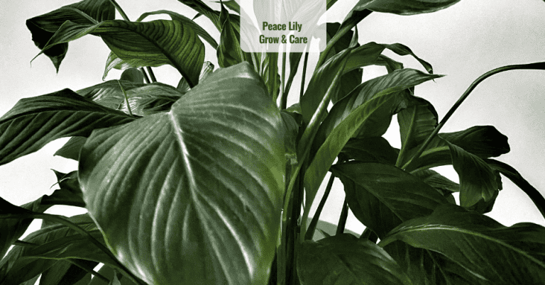 Peace Lily Grow & Care