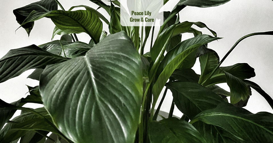 How to Grow and Care for Peace Lily Spathiphyllum | Plant House ...