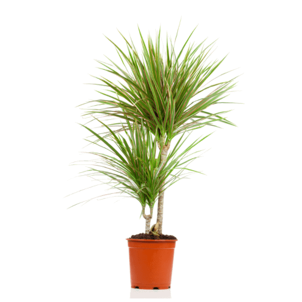 dracaena-plant-how-to-grow-and-care-i1