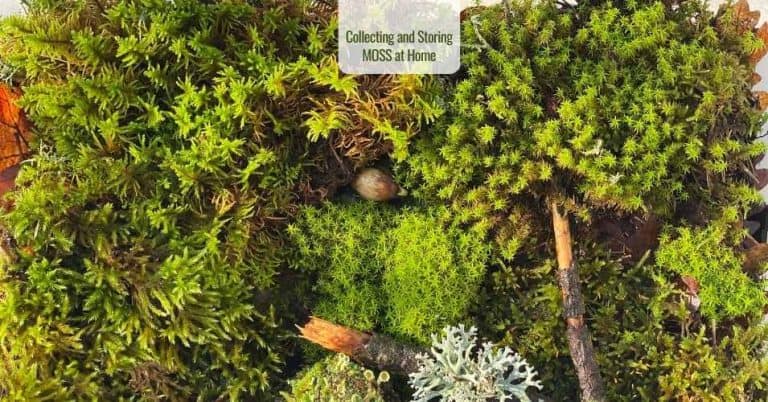Moss – Collecting, Cleaning and Storing