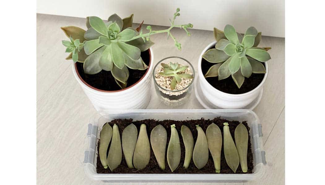 How to Propagate Ghost Plant from cuttings and leaves; Succulents