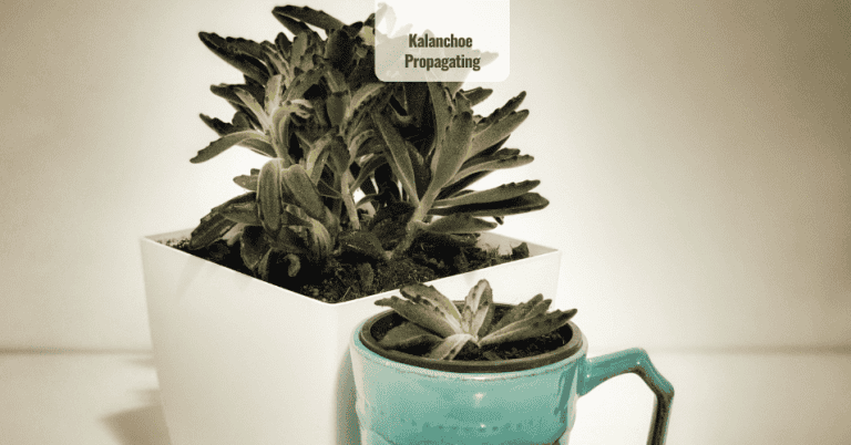 Kalanchoe Tomentosa Propagating