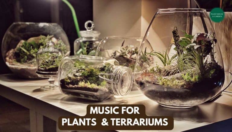 Music for Plants - Music Stimulation for Plants & Terrariums