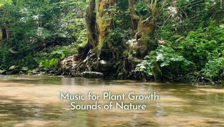 Music for Plants | Stimulate Plants Growth with the Sounds of Nature
