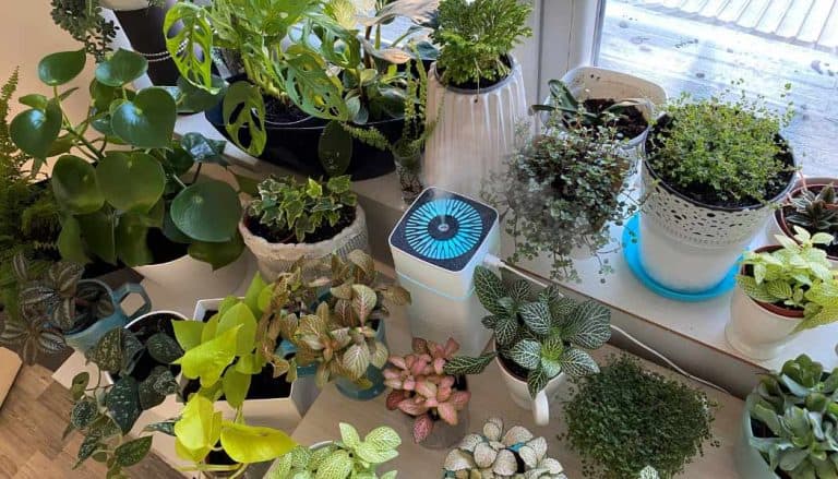 Music for Plants and Plants Lovers