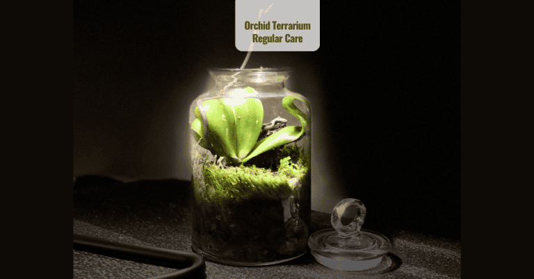 Orchid Terrarium Regular care