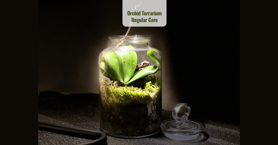 Orchid Terrarium Regular care