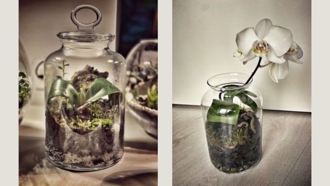 orchid terrarium care before and after 3 years healthy growth and maintenance result