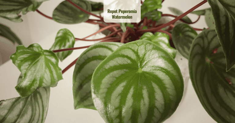 Repot Peperomia Watermelon