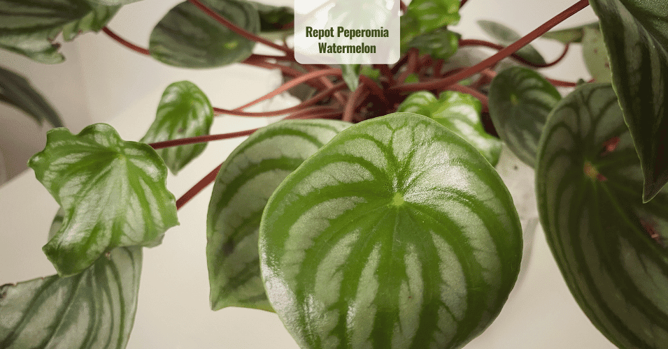 Repot Peperomia Watermelon