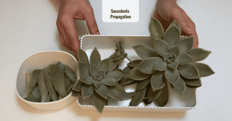 Succulents Propagation Graptopetalum