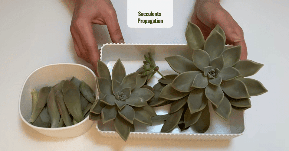 Succulents Propagation Graptopetalum