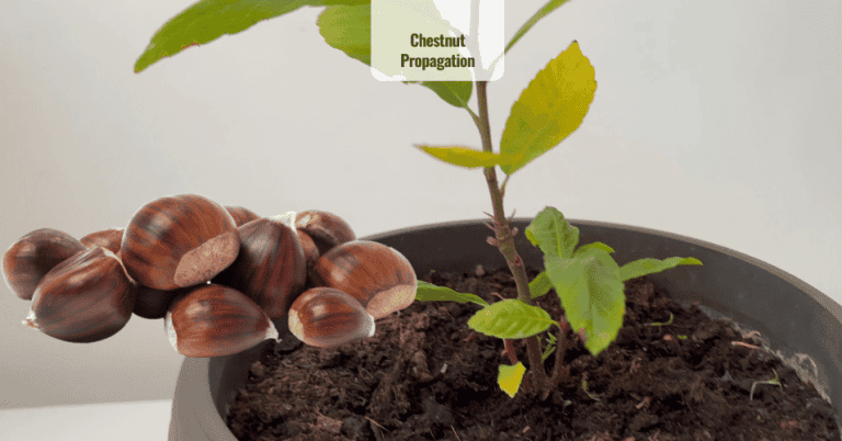 Chestnut Propagation