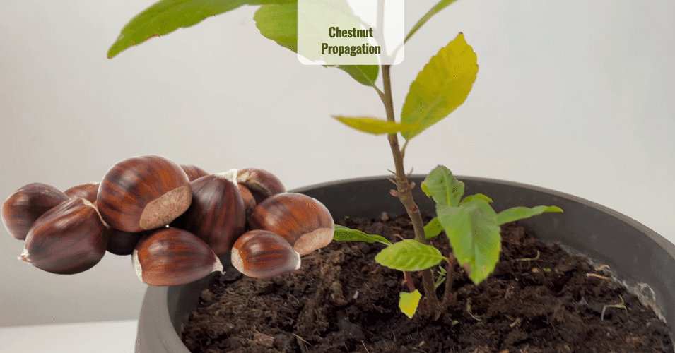 Chestnut Propagation