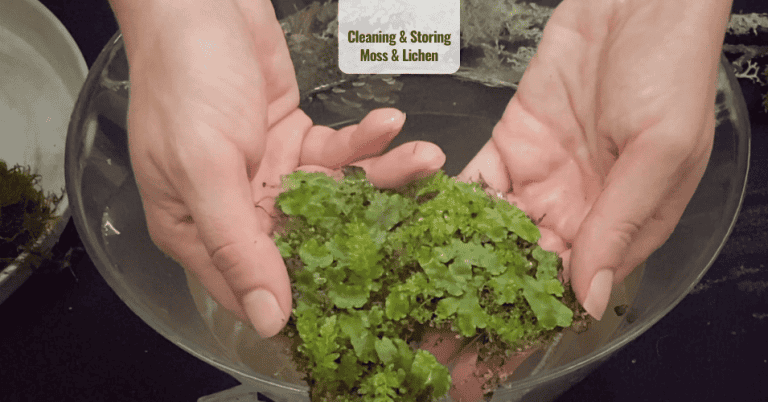 Cleaning & Storing Moss & Lichen