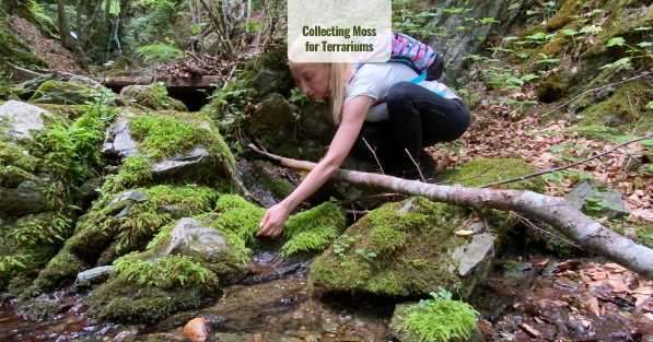 Collecting Moss