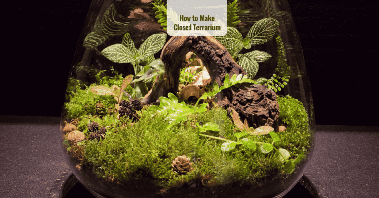 How to Make Closed Terrarium