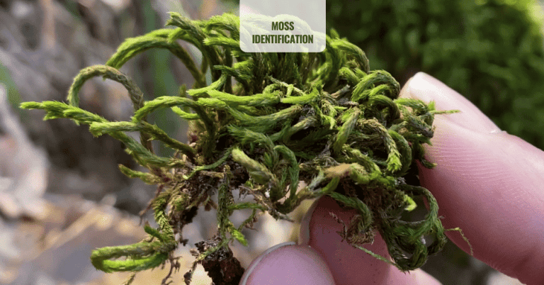 MOSS IDENTIFICATION