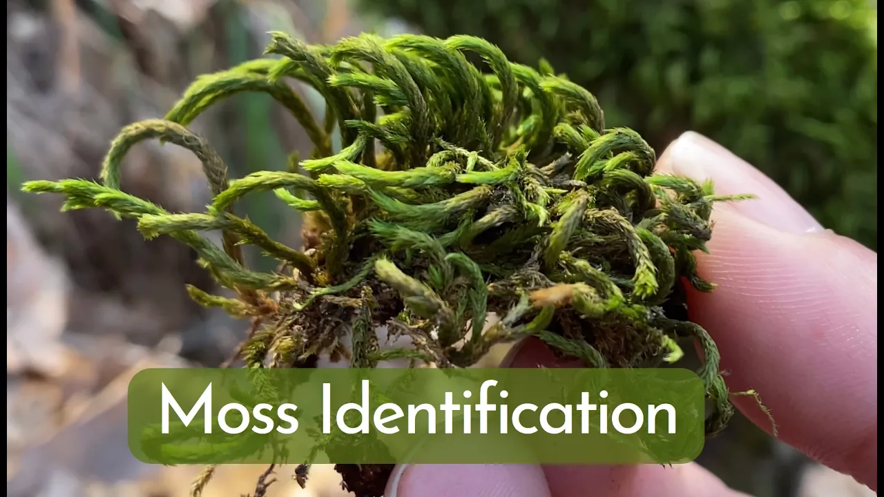 Moss Identification Guide to Common Types of Moss Plant House