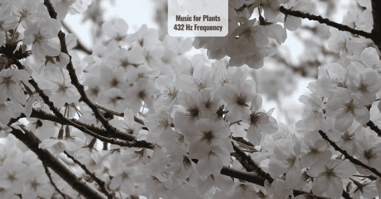 Music for Plants 432 Hz Frequency